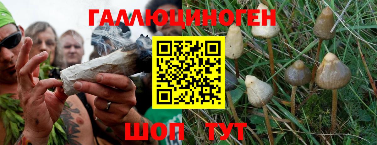 Псилоцибиновые грибы MAGIC MUSHROOMS  Псилоцибиновые грибы Magic Shrooms  Вход с VPN  где купить наркоту  Омск 